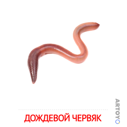 Карточка Домана Дождевой червяк