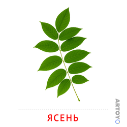 Карточка Домана «Лист ясеня» из категории Карточки Домана на тему «Листья и деревья
