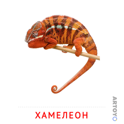 Карточка Домана Хамелеон