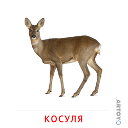 Карточка Домана «Косуля» из категории Карточки Домана для детей на тему «Животные