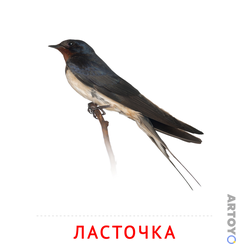Карточки Домана на тему «Птицы: карточка Домана Ласточка