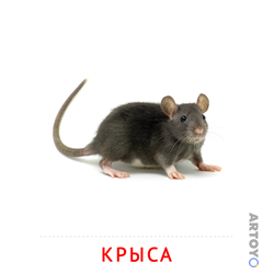 Карточка Домана Крыса