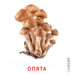 Карточка Домана Карточка Домана «Опята»