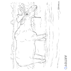 Раскраска Лось на водопое — А4