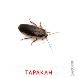 Таракан — карточка Домана для распечатки
