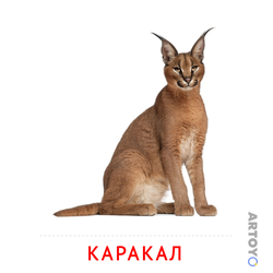 Карточка Домана Каракал — А4