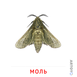 Моль — карточка Домана для распечатки