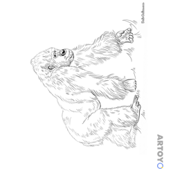 Раскраска Горилла