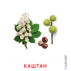 Карточка Домана Ветка каштана, чёрно-белый контур