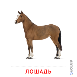 Лошадь — карточка Домана для распечатки