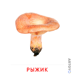 Карточка Домана Карточка Домана «Рыжик» — А4