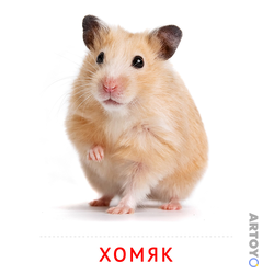 Карточка Домана «Хомяк» из категории Карточки Домана для детей на тему «Животные