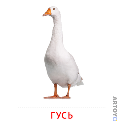 Карточка Домана Гусь — А4