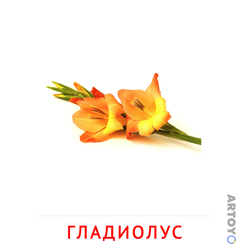 Карточка Домана Гладиолус