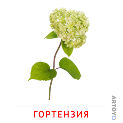 Карточка Домана Гортензия