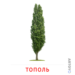 Карточки Домана на тему «Листья и деревья: карточка Домана Тополь