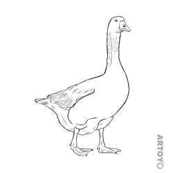 Раскраска Гусь