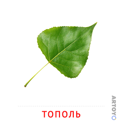 Карточка Домана Лист тополя — А4