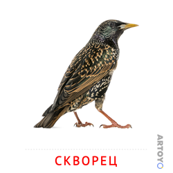 Карточка Домана Скворец, чёрно-белый контур