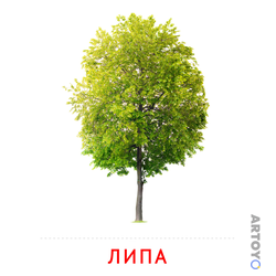 Карточка Домана Липа — А4