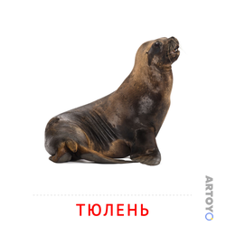 Карточка Домана «Тюлень» из категории Карточки Домана для детей на тему «Животные