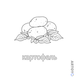 Овощи: раскраска Картошка