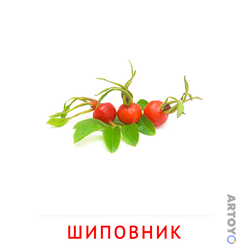 Шиповник — карточка Домана для распечатки