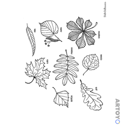 Раскраска Коллекция листьев — А4