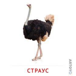 Карточка Домана Страус — А4