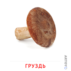 Карточка Домана Карточка Домана «Груздь»