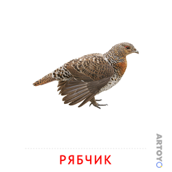 Карточки Домана на тему «Птицы: карточка Домана Рябчик