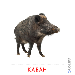 Карточка Домана Кабан