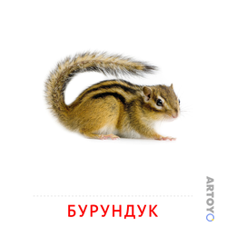Карточка Домана Бурундук — А4