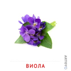 Карточка Домана Виола
