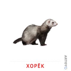 Карточка Домана Хорёк