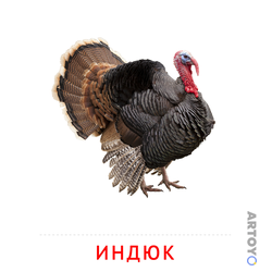 Карточка Домана Индюк
