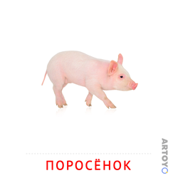 Карточка Домана «Поросёнок» из категории Карточки Домана на тему «Животные и их детеныши