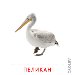 Карточки Домана на тему «Птицы: карточка Домана Пеликан