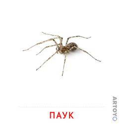 Карточка Домана «Паук» из категории ​карточки Домана на тему «Насекомые