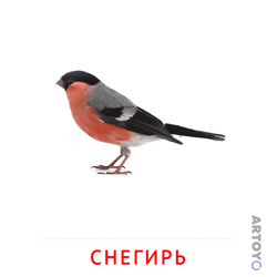 Снегирь — карточка Домана для распечатки