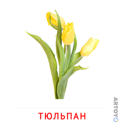 Карточка Домана Тюльпан