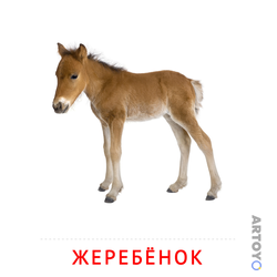 Карточка Домана Жеребёнок