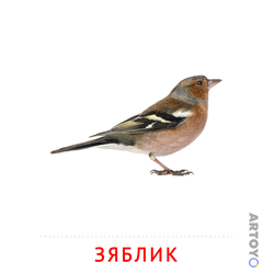 Карточка Домана Зяблик, чёрно-белый контур