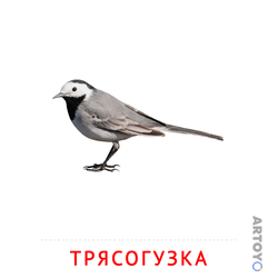 Карточка Домана «Трясогузка» из категории Карточки Домана на тему «Птицы