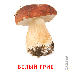 Карточка Домана «Белый гриб» — карточка Домана для распечатки