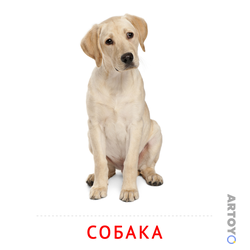Карточка Домана Собака