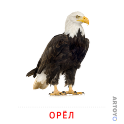 Орёл — карточка Домана для распечатки