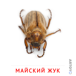 Карточка Домана Майский жук, чёрно-белый контур
