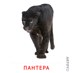 Карточки Домана для детей на тему «Животные: карточка Домана Пантера