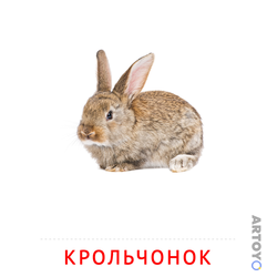Карточка Домана «Крольчонок» из категории Карточки Домана на тему «Животные и их детеныши